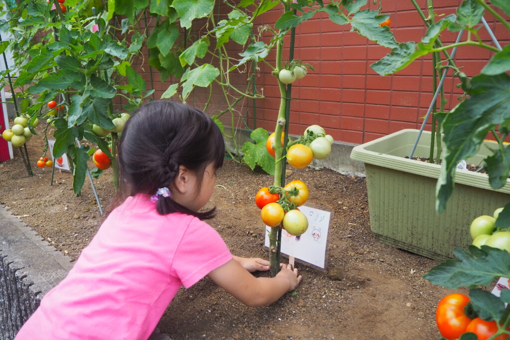 栽培されているトマトをお世話する子ども